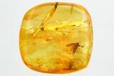 Fossil Moth (Lepidoptera) in Baltic Amber - Superb Preservation #362670-1